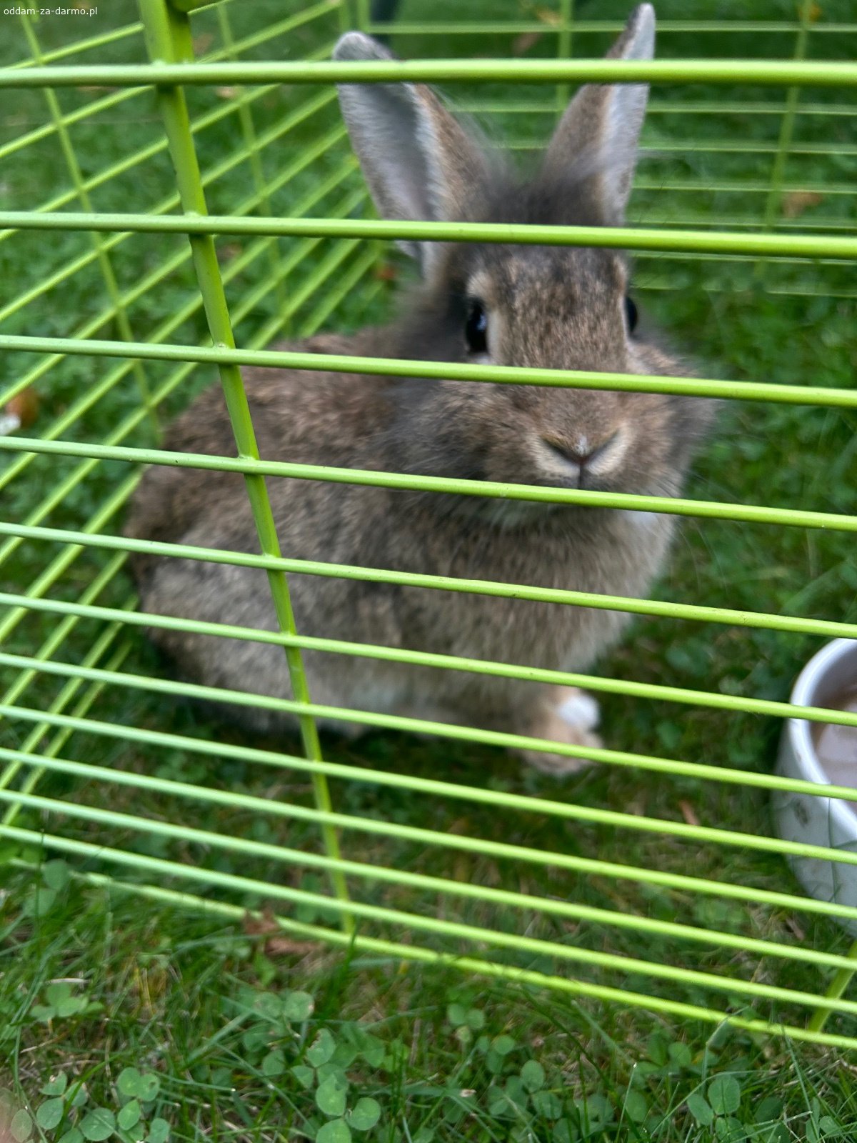 Króliczek miniaturka i króliczek teddy. Dwa króliczki szukają domu, są bardzo oswojone z ludźmi, lubią się głaskać i przytulać. 
Czarny królik ma zrobione szczepienie i książeczkę zdrowia. 
Króliczki w wieku 5 i 6 miesięcy, chłopcy