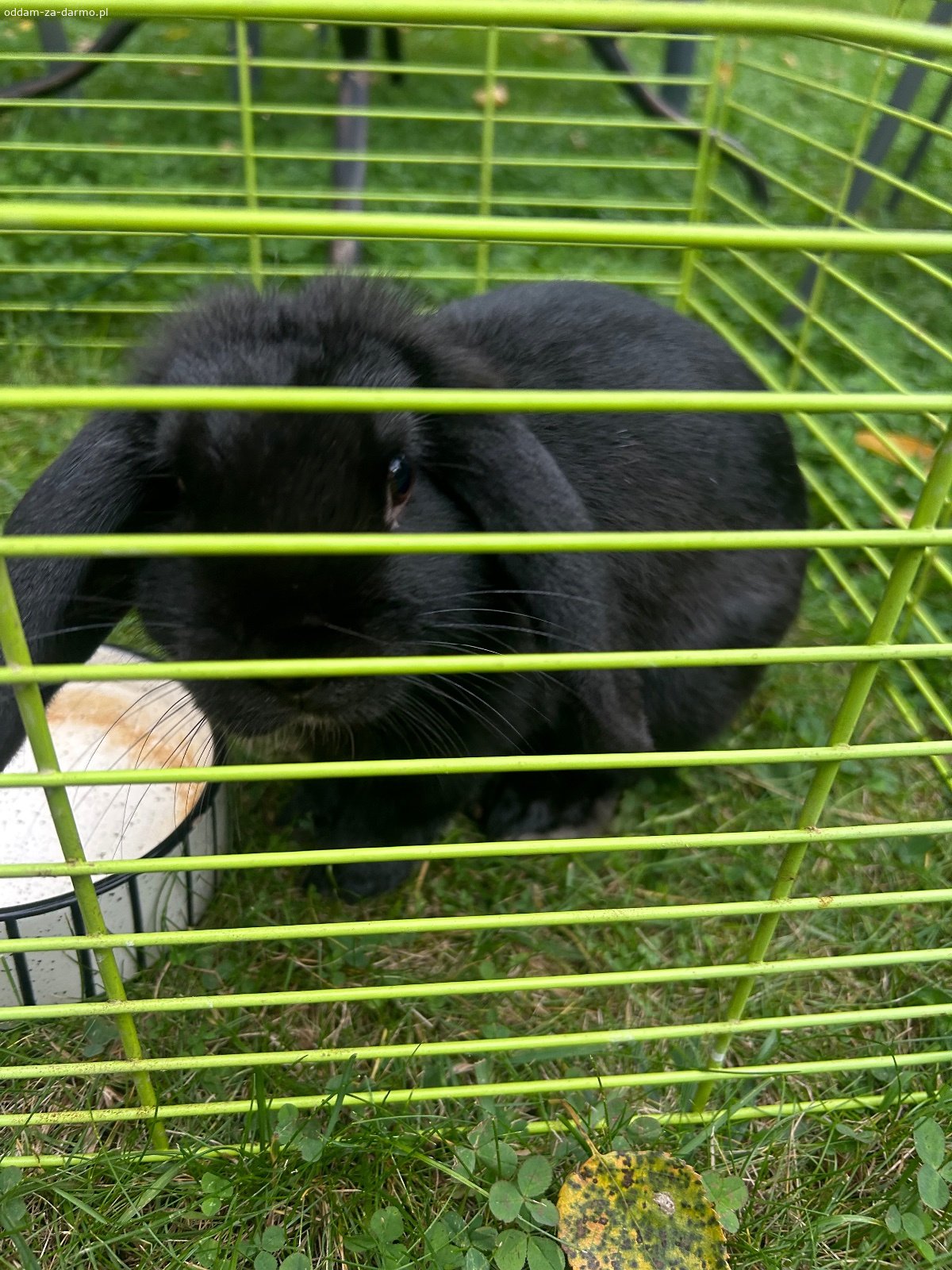 Króliczek miniaturka i króliczek teddy. Dwa króliczki szukają domu, są bardzo oswojone z ludźmi, lubią się głaskać i przytulać. 
Czarny królik ma zrobione szczepienie i książeczkę zdrowia. 
Króliczki w wieku 5 i 6 miesięcy, chłopcy