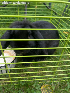 Króliczek miniaturka i króliczek teddy