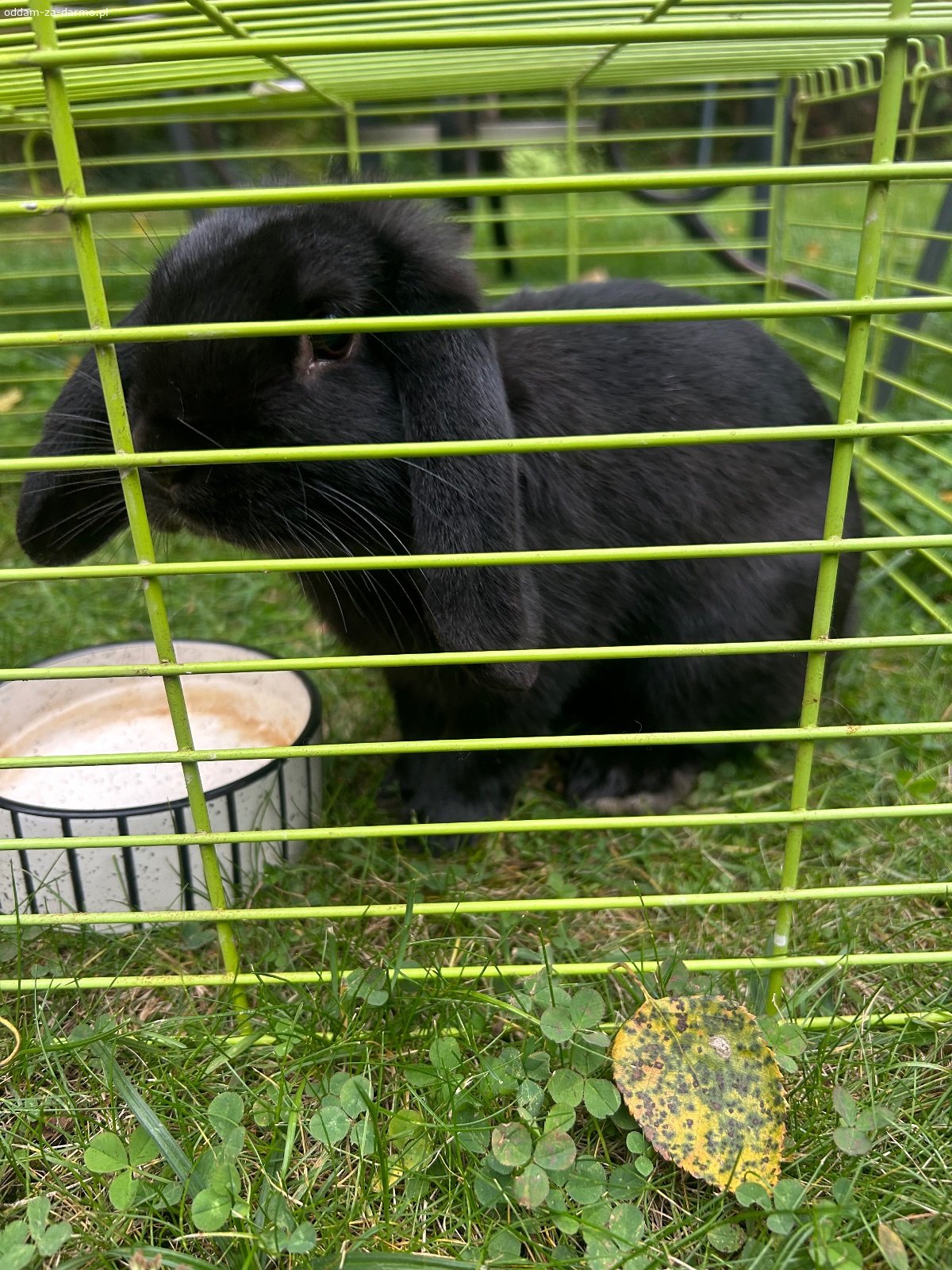Króliczek miniaturka i króliczek teddy. Dwa króliczki szukają domu, są bardzo oswojone z ludźmi, lubią się głaskać i przytulać. 
Czarny królik ma zrobione szczepienie i książeczkę zdrowia. 
Króliczki w wieku 5 i 6 miesięcy, chłopcy