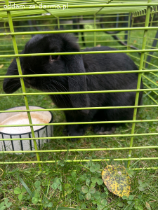Króliczek miniaturka i króliczek teddy